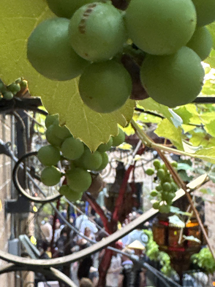 masada basura boyz vineyard rooftop details